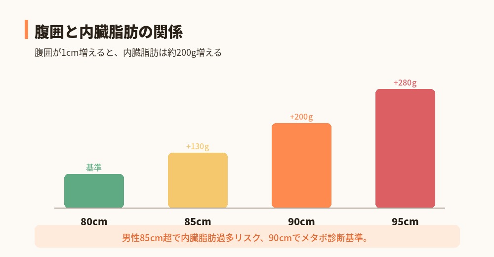 腹囲と内臓脂肪の関係