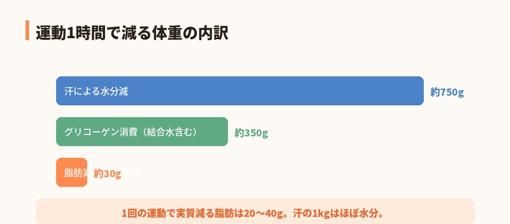 運動1時間の体重変化の内訳