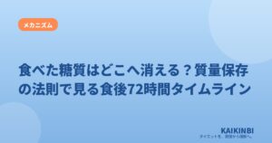 食べた糖質はどこへ消える？質量保存の法則で見る食後72時間タイムライン