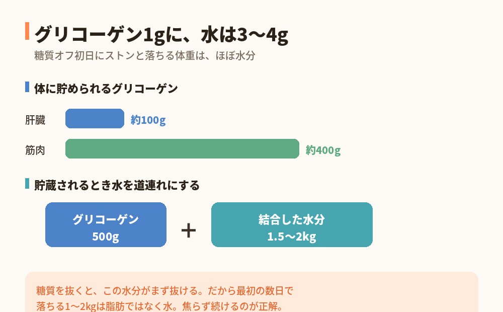 グリコーゲン1gにつき水3〜4gが結合する図解