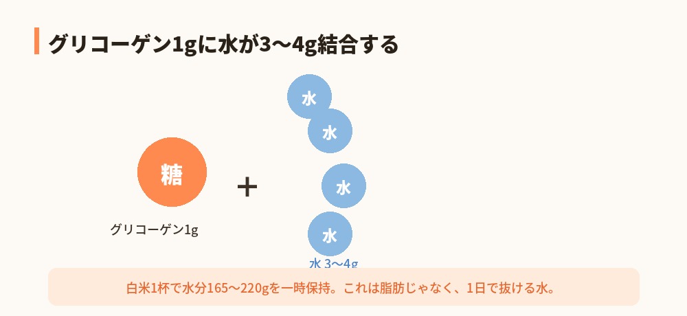 グリコーゲンと結合水