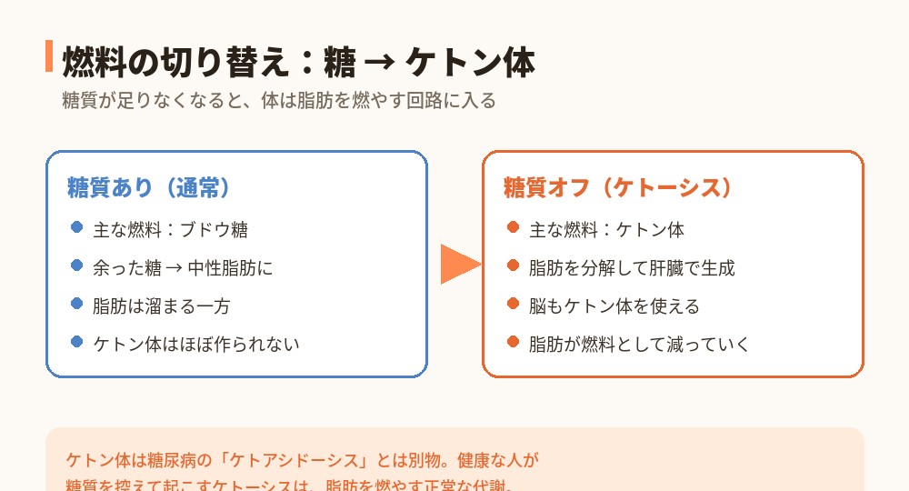 糖質ありの通常代謝とケトーシスの燃料切り替え比較