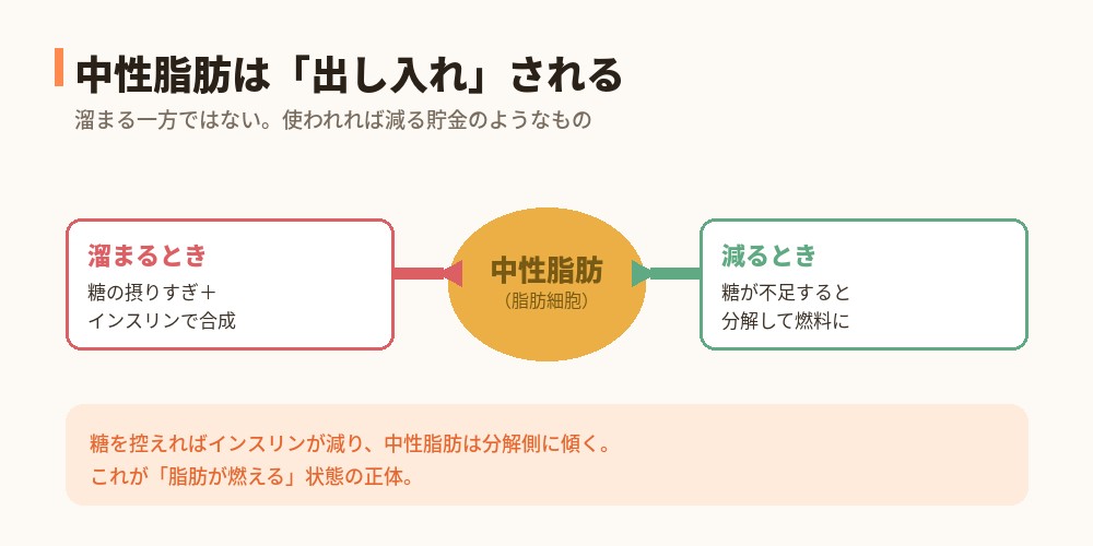 中性脂肪が溜まる仕組みと分解されて減る仕組みの図解